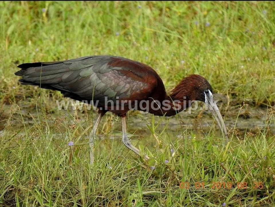 silitu1.jpg